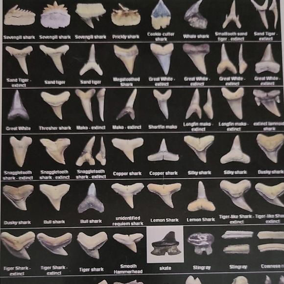 Fossilized Shaeks Teeth 25 - Picture 5 of 6